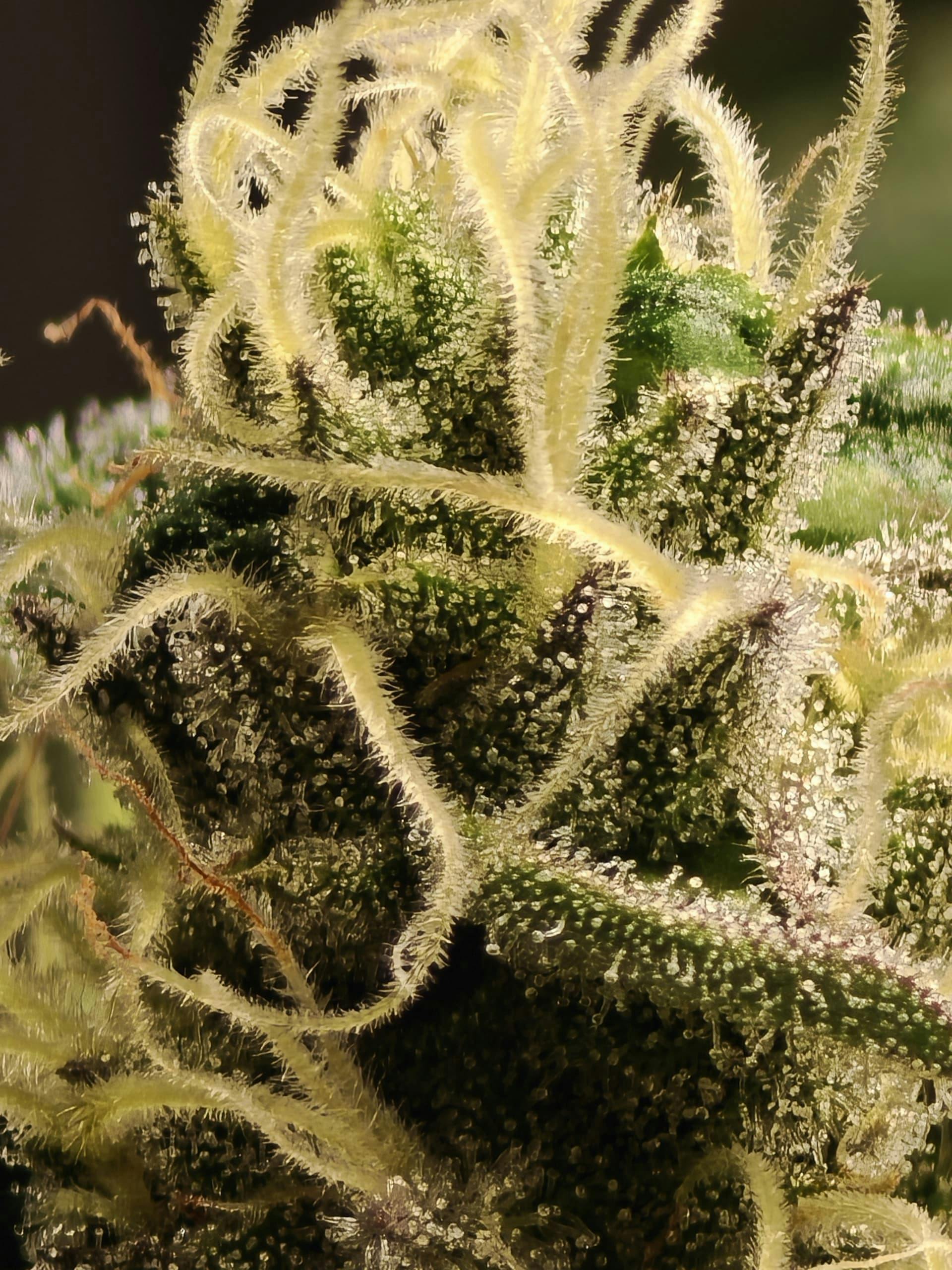 Fleurs de CBD-Bio-FMF